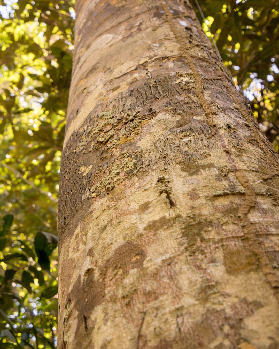 Copaiba tree standing tall in the amazon rainforest this picture shows the trunk and bark with the leaves slightly out of focus.
