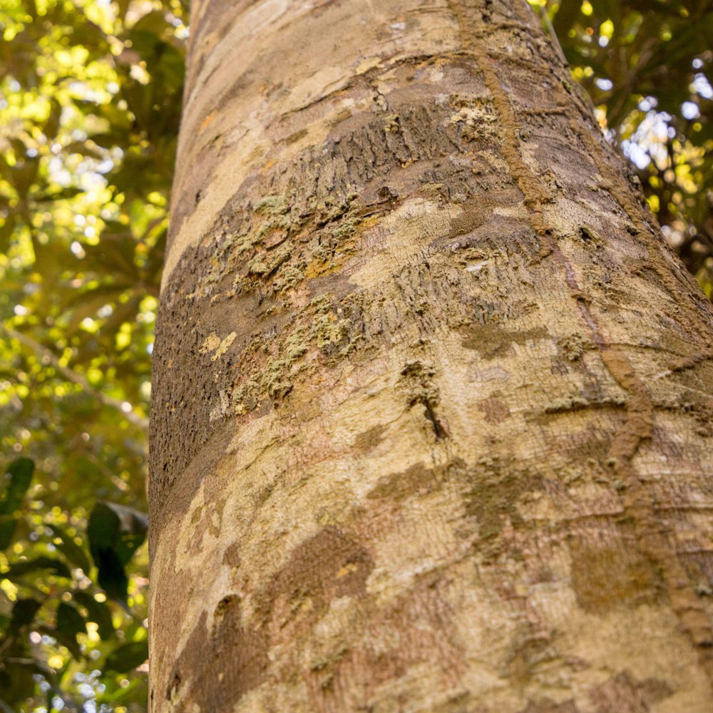 Copaiba tree standing tall in the amazon rainforest this picture shows the trunk and bark with the leaves slightly out of focus.