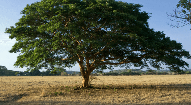 Copaiba Tree