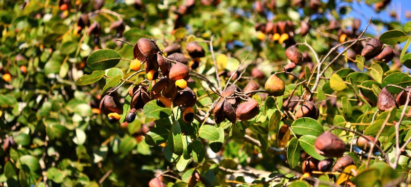 Copaiba Nut