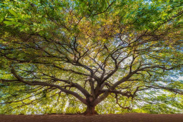 Tree in Brazil that produces Copaiba Oil