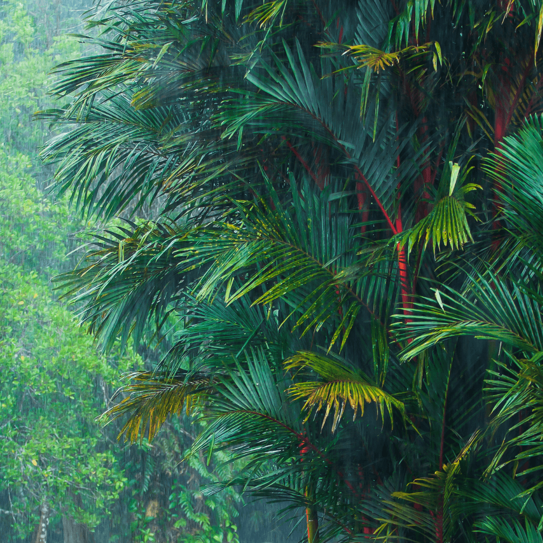 Amazon Rainforest